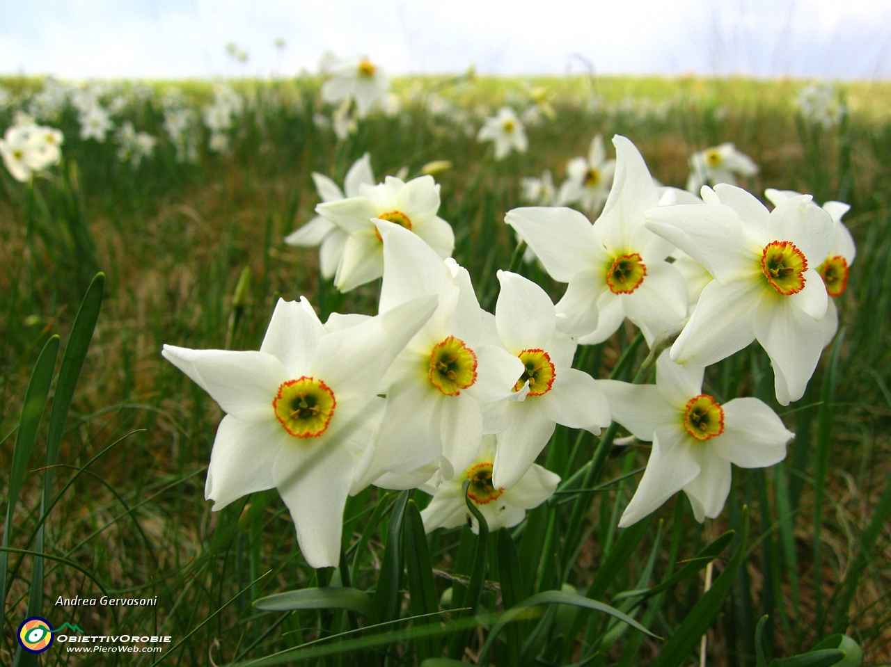 10 fiori all'Alpe Giumello.jpg